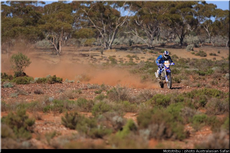 australasian_safari2008_0016