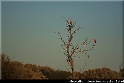 australasian_safari2008_0177.jpg