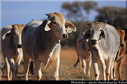 australasian_safari2008_0189.jpg