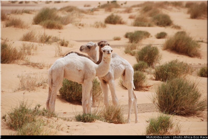 africa_eco_race_reco_2010_034