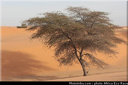 africa_eco_race_reco_2010_004.jpg
