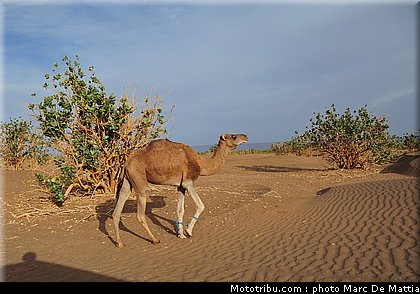041_rallye_du_maroc_2011.jpg
