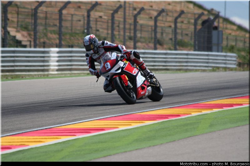 1000stk_jezek_002_aragon_2013