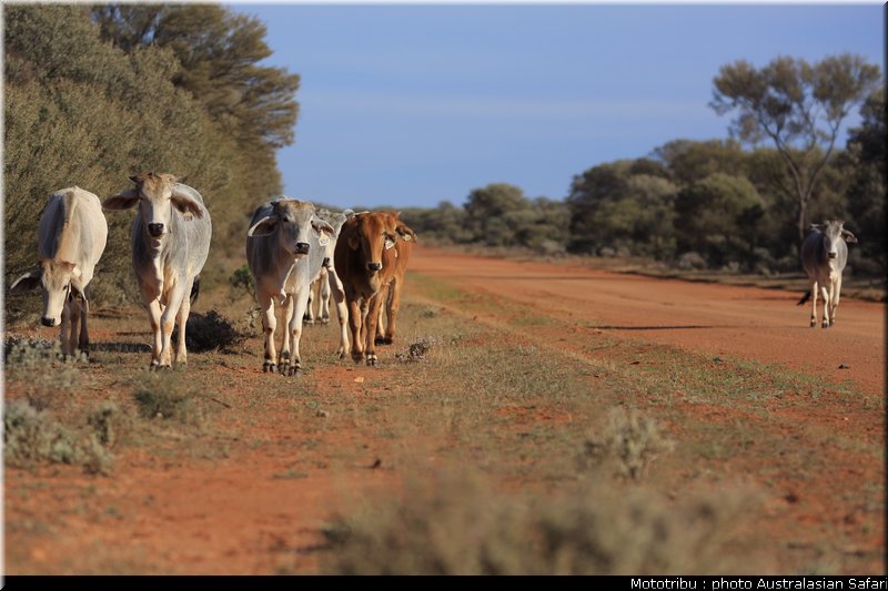australasian_safari2008_0188