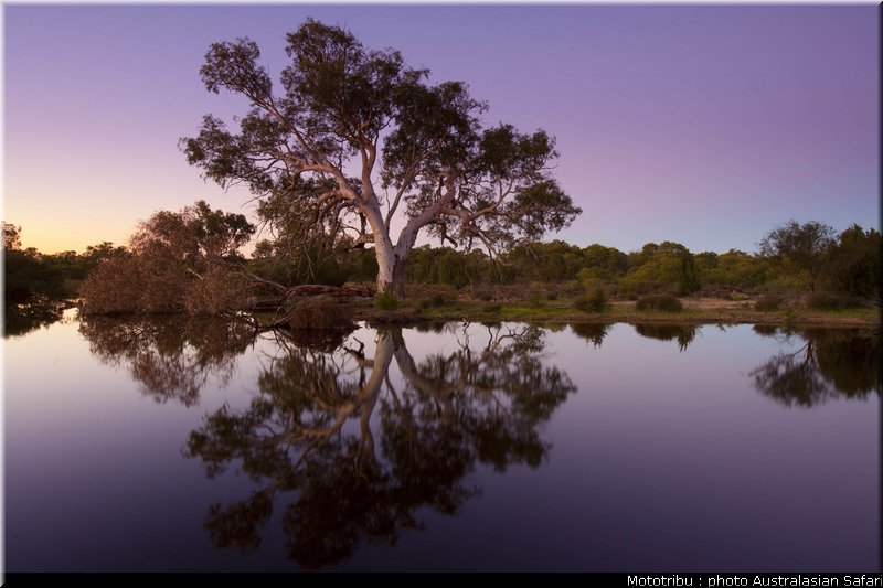 australasian_safari_2009_013