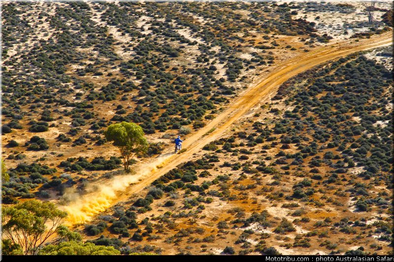 australasian_safari_019_2010
