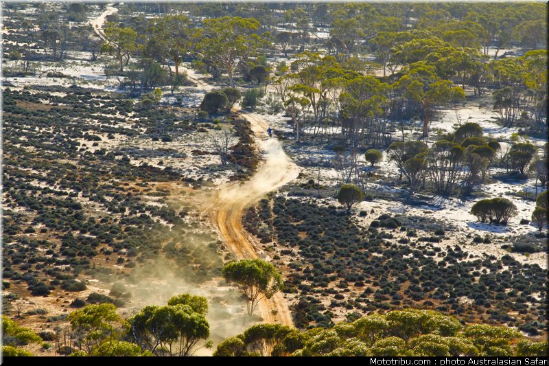 australasian_safari_021_2010