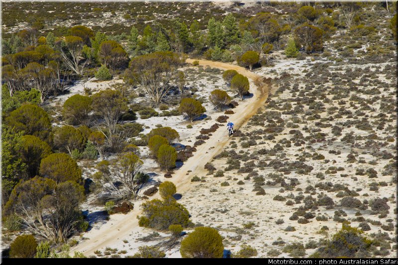 australasian_safari_025_2010