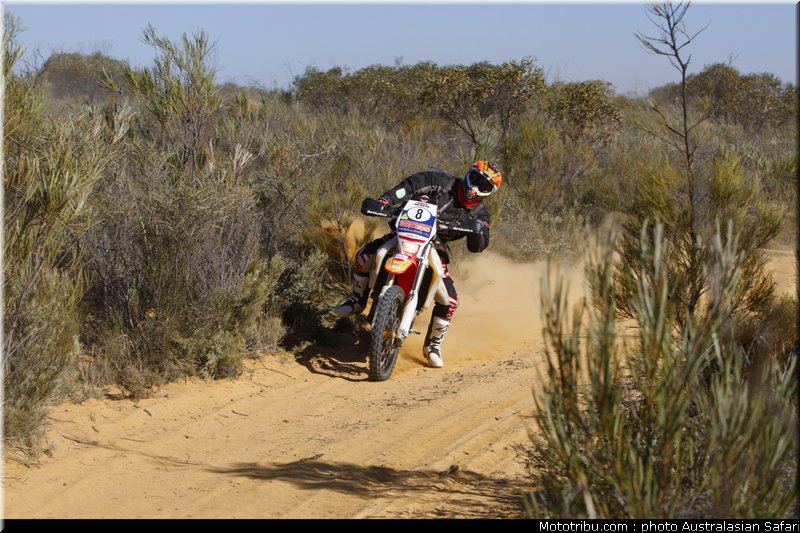 australasian_safari_beavis_1_2010