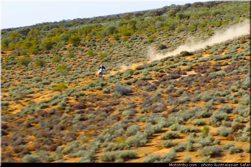 australasian_safari_costello_1_2010