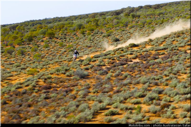 australasian_safari_costello_2_2010