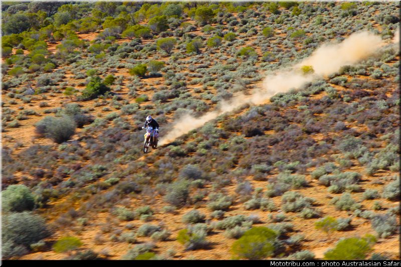 australasian_safari_costello_5_2010