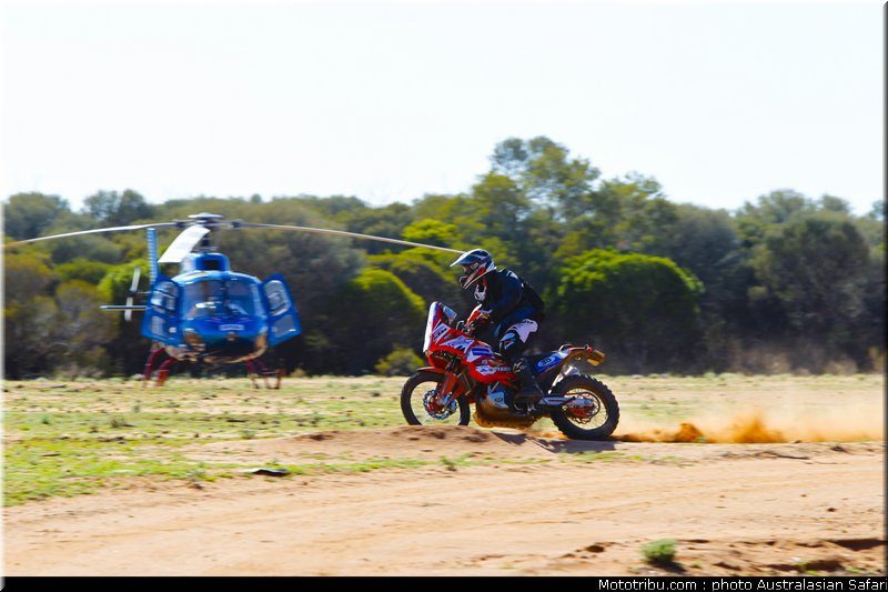 australasian_safari_diener_3_2010