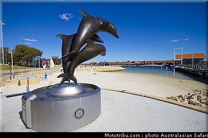 australasian_safari_003_2010.jpg