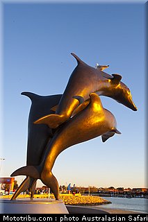 australasian_safari_009_2010.jpg