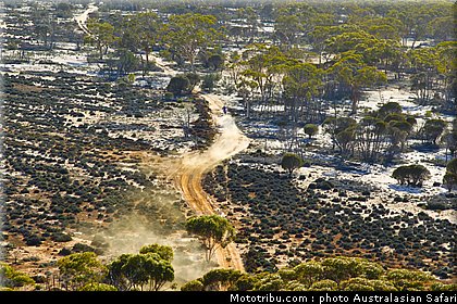 australasian_safari_021_2010.jpg