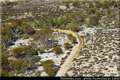 australasian_safari_024_2010.jpg