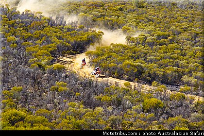australasian_safari_028_2010.jpg