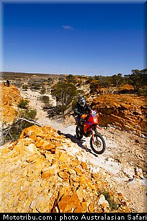 australasian_safari_erceg_2_2010.jpg
