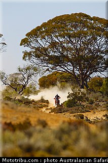 australasian_safari_fish_11_2010.jpg