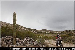 fish_0049_dakar_2013.jpg