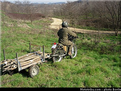 borile_alpestre_2007_2.JPG