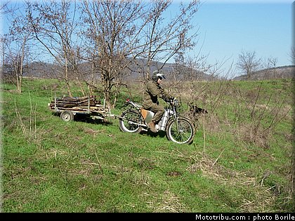 borile_alpestre_2007_3.JPG