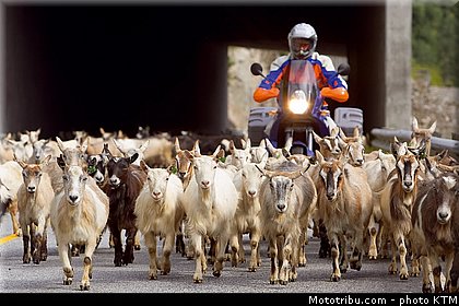 ktm_2006_990_adventure_025.jpg