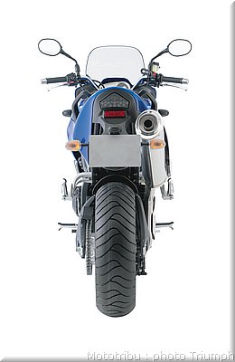 013_tiger_012.jpg